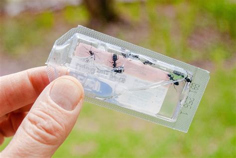 The 12 Best Ant Traps for Tiny Ants And How to Use Them - Pest Pointer