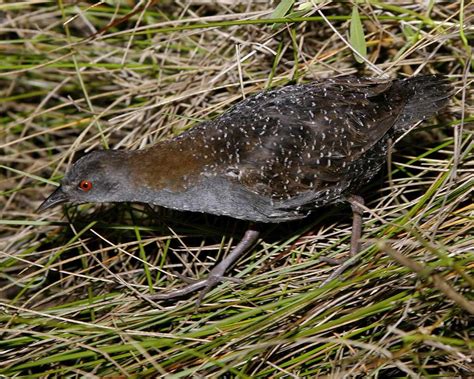 Research Shows Massive Black Rail Population Decline | Audubon North Carolina