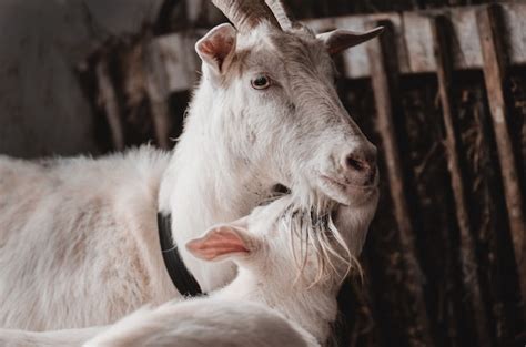 Premium Photo | Domestic goat and cute baby goats in a cote. Adult and ...