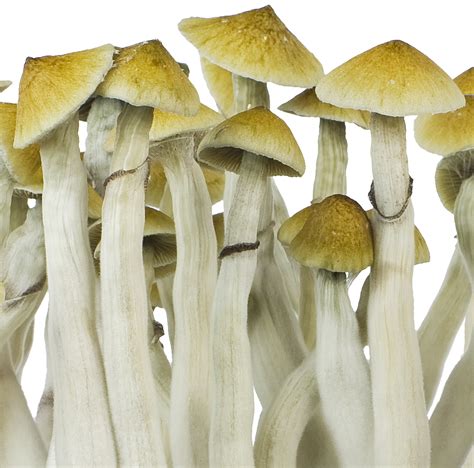 Mushroom Grow Kit Ready-To-Grow - Innervisions