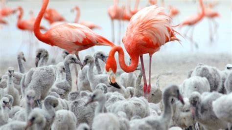 Inagua National Park | The Bahamas