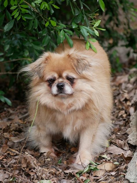 Tibetan Spaniel vs Miniature Poodle - Breed Comparison