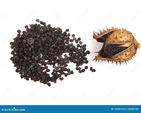 Pod and Seeds of Jimson Weed, Datura Stramonium Stock Image - Image of thorny, bells: 123341313