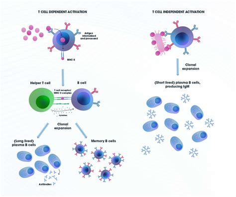 B Cells, Memory B Cells and Plasma Cells: B Cell Activation ...