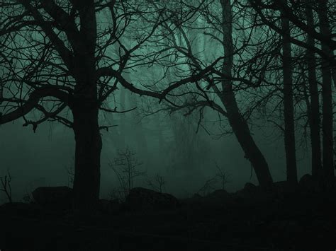 Download Creepy Trees Wallpaper 1040x780 | Wallpoper #314063