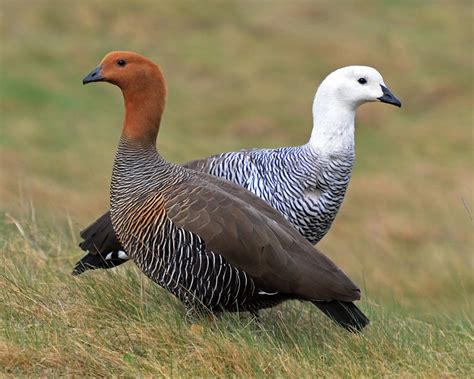 Upland Goose (Chloephaga picta) These geese are native to southern South America. the males are ...