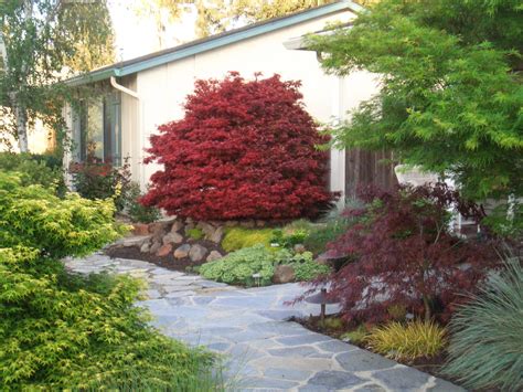 japanese maple frontyard - Google Search | Front yard, Garden ...