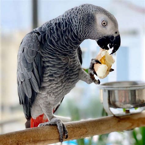 Zack African Grey Parrot - Home to the African grey parrots