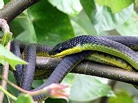 Snakes In The Whitsundays - Sailing Whitsundays