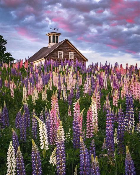 Ben found the most spectacular field of #lupines he’s ever come across yesterday. Have you seen ...