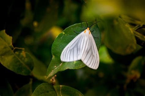 Premium Photo | Small white moth on a green leave