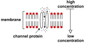 Facilitated Diffusion: Definition, Process & Examples - Video & Lesson Transcript | Study.com