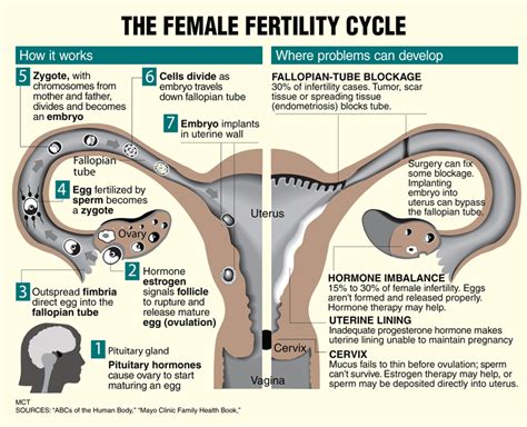 Female fertility cycle - MEDizzy