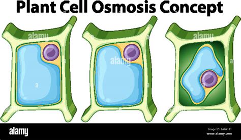 Diagram showing plant cell osmosis concept illustration Stock Vector ...