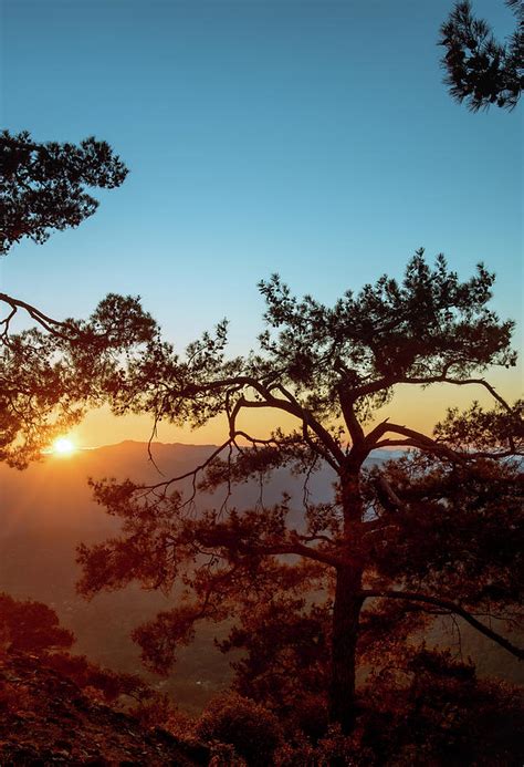 Silhouette of a forest pine tree during blue hour with bright sun at ...