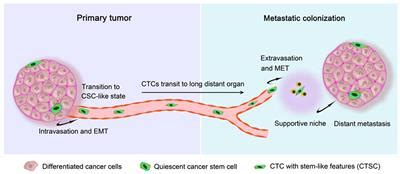 Frontiers | Circulating Tumor Cells: From Theory to Nanotechnology-Based Detection