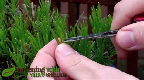 Pruning Lavender, to make it more Bushy | Lavender plant, Growing ...