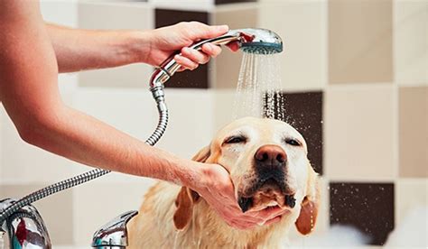 Why does your Pet need a Grooming? | Pets Kingdom