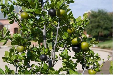 Texas Persimmon fruit tree (Diospyros texana).JPG (2 comments)