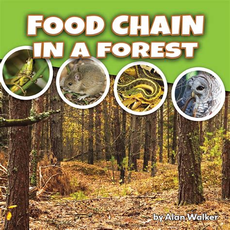 Food Chain In a Forest eBook by Alan Walker - EPUB | Rakuten Kobo United States