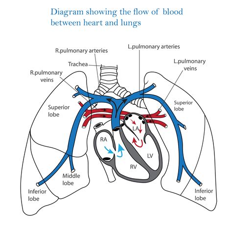 Diagram showing flow of blood between heart and lungs, human heart and ...