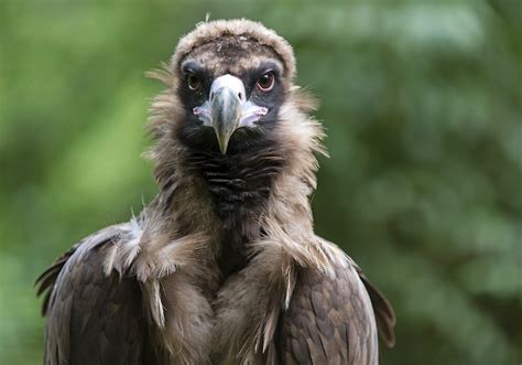 Vulture Symbolism & Meaning (+Totem, Spirit & Omens) - World Birds (2022)