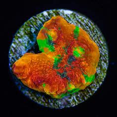 44 Top Chalice corals ideas | chalice coral, chalice, coral