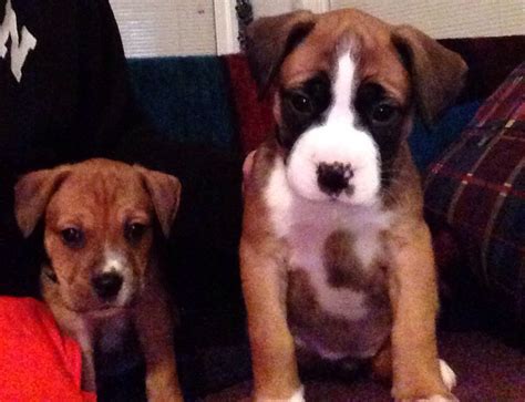 Our new boxer/bulldog mix puppies!! :) | Boxer bulldog, Puppies, Bulldog