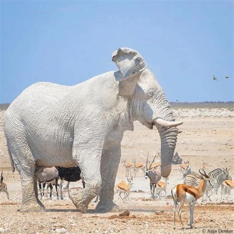 The “white” or ghost elephants of Etosha National Park, Namibia. - 9GAG in 2020 | Rare albino ...