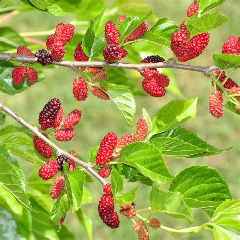 Red Mulberry Tree – Green Thumbs Garden