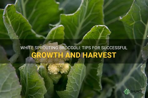 White Sprouting Broccoli: Tips For Successful Growth And Harvest | ShunCy