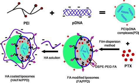 IJMS | Free Full-Text | Dual Targeting Biomimetic Liposomes for Paclitaxel/DNA Combination ...