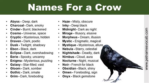 Names For a Crow (with meaning) - Pet Names Vocab