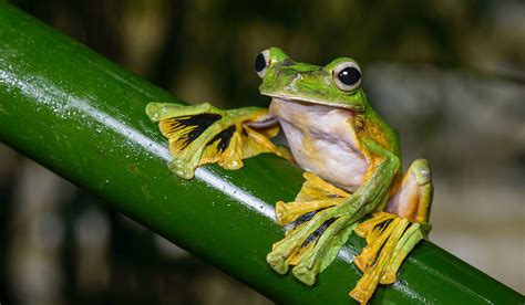 Este sapo voador usa um disfarce de cocô para evitar predadores