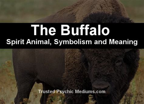 The Buffalo Spirit Animal - A Complete Guide to Meaning and Symbolism.