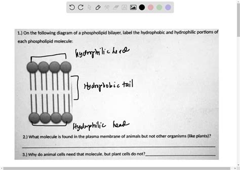 SOLVED: What are the basic components of one phospholipid molecule? (3 ...