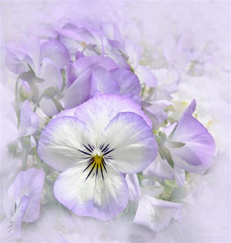 Purple Pansy Flowers Photograph by Jennie Marie Schell - Fine Art America