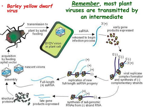 PPT - Introduction to Plant Pathology PowerPoint Presentation, free ...