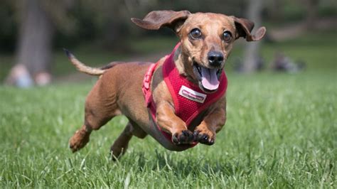 Weiner Dog Races - The Old West Balloon Fest