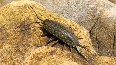 Giant Silverfish in a Cave!!! - YouTube