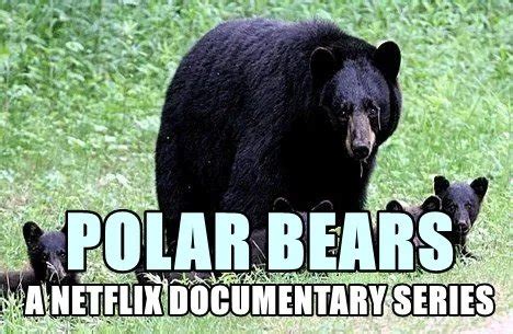 If Netflix cast Polar Bears : r/memes