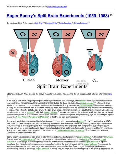 The embryo project encyclopedia - roger sperrys split brain experiments ...