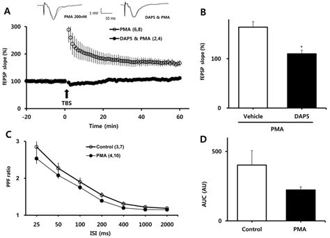 Involvement of NMDA receptors in PMA-induced facilitation of LTP and... | Download Scientific ...