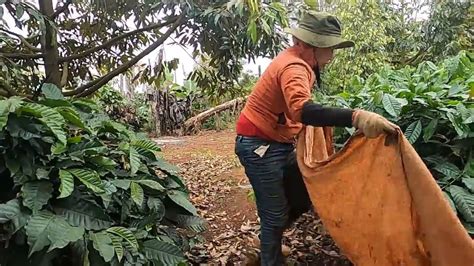 Robusta coffee harvest season of farmers - YouTube