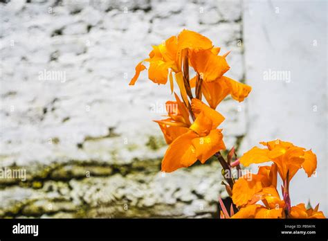Abstract natural nature Yellow flowers background spring and summer from the lap of Himalayas ...