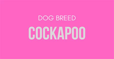 Dog Breed: Cockapoo - I Love Veterinary