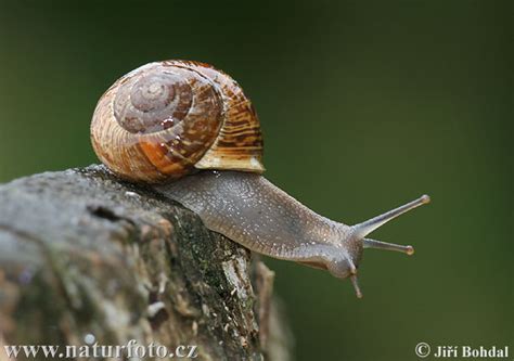 Copse Snail Photos, Copse Snail Images, Nature Wildlife Pictures | NaturePhoto