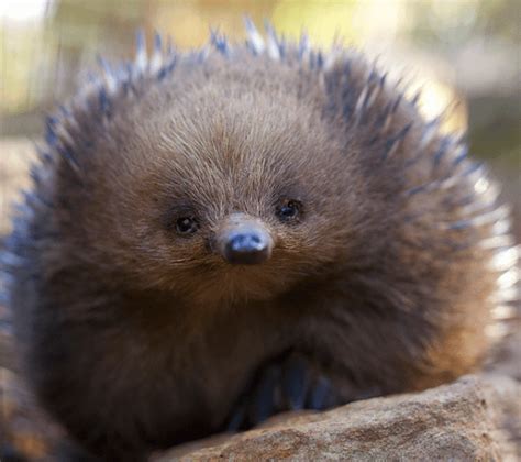 A puggle (baby echidna) : r/Awww