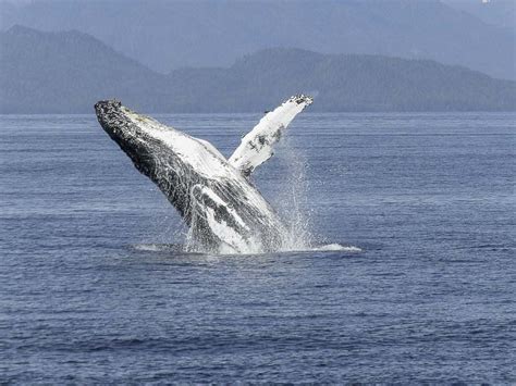 Whale Blubber Experiment | HST Life Science Project