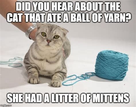 Kitten Mittens | Cat memes, Kitten mittens, Cute cat names